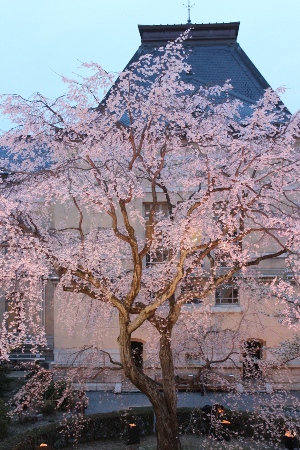 1957-12.4.10北側から祇園枝垂れ桜全体　縦.jpg